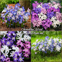 Chionodoxa Mixed