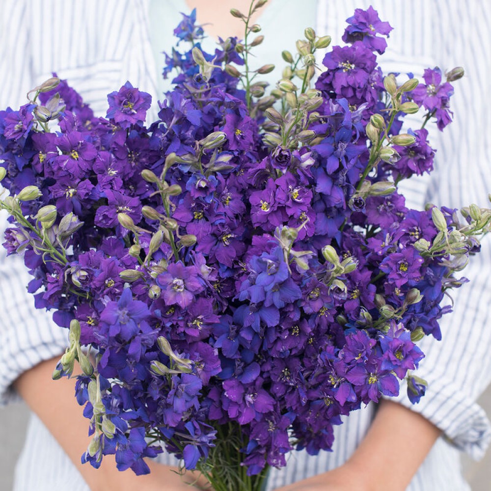 Delphinium anual QIS™ Dark Blue 0.15g