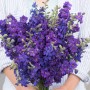 Delphinium anual QIS™ Dark Blue 0.15g