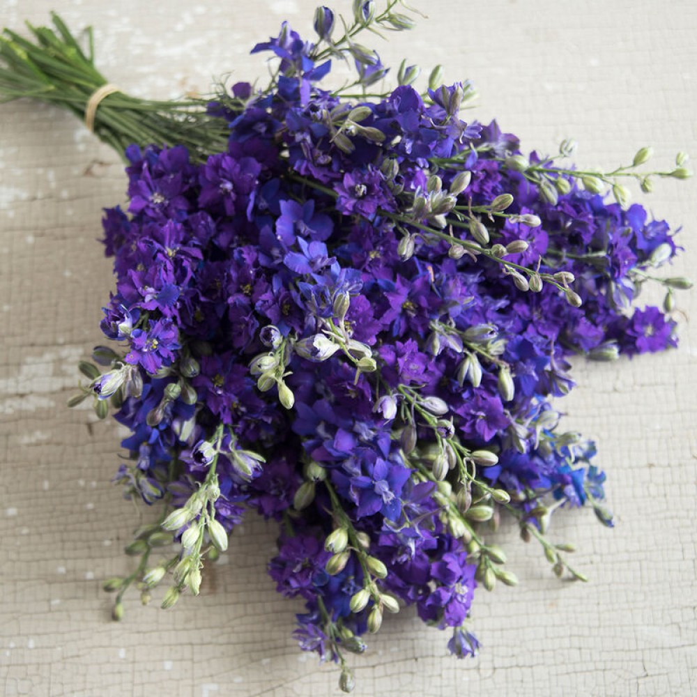 Delphinium anual QIS™ Dark Blue 0.15g