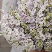 Delphinium anual Fancy Smokey Eyes (10 semințe)