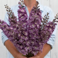 Delphinium peren Magic Fountains Lilac Pink White Bee (10 sem.)