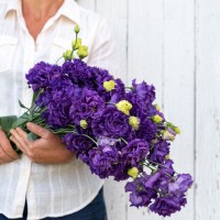 Eustoma Voyage 2 Blue (F1) 5buc.