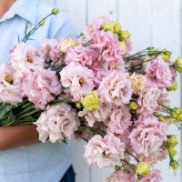 Eustoma Voyage 2 Pink Improved (F1) 5 buc.