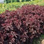 Hibiscus Mahogany Splendor 3 sem.