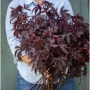 Hibiscus Mahogany Splendor 3 sem.