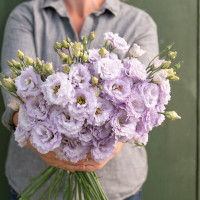 Eustoma Voyage 2 Lavender (F1) 5 buc.