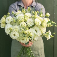 Eustoma Voyage 2 Green II (F1) 5 buc.