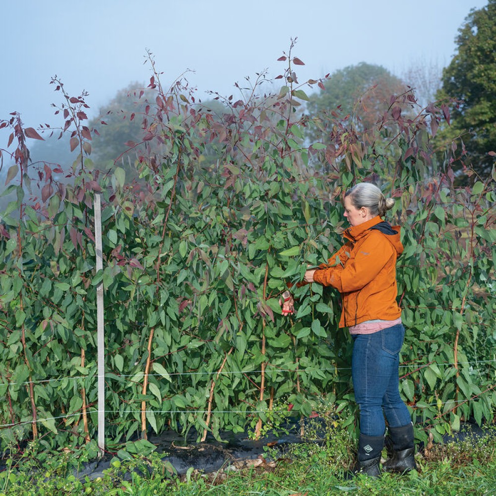 Eucalipt E. tereticornis 10 sem.