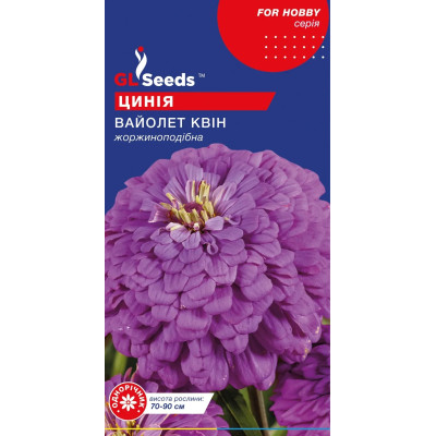 Zinnia Violet Queen (0,5 g)