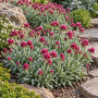 Antennaria dioica 'Rubra' ± 55 sem.