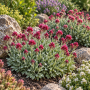 Antennaria dioica 'Rubra' ± 55 sem.