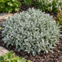 Antennaria dioica 'Rubra' ± 55 sem.