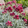 Antennaria dioica 'Rubra' ± 55 sem.