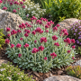 Antennaria dioica 'Rubra' ± 55 sem.