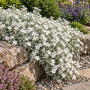 Cerastium tomentosum Silberteppich ± 30 sem.