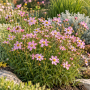 Coreopsis roz ± 30 sem.