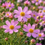 Coreopsis roz ± 30 sem.