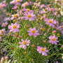 Coreopsis roz ± 30 sem.