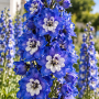 Delphinium peren Elatum Blue Bird Premium ± 10 sem.