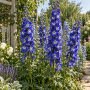 Delphinium peren Elatum Blue Bird Premium ± 10 sem.