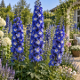 Delphinium peren Elatum Blue Bird Premium ± 10 sem.