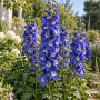 Delphinium peren Elatum Blue Bird Premium ± 10 sem.