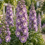 Delphinium peren Elatum Camelliard Premium ± 10 sem.