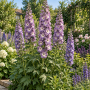 Delphinium peren Elatum Camelliard Premium ± 10 sem.