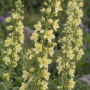 Delphinium peren Semibarbatum ± 10 sem.