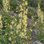 Delphinium peren Semibarbatum ± 10 sem.