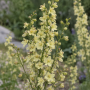 Delphinium peren Semibarbatum ± 10 sem.