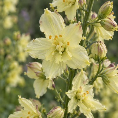 Delphinium peren Semibarbatum ± 10 sem.