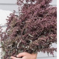 Atriplex Copper Plume 10 sem.