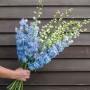 Delphinium peren Magic Fountains Sky Blue White Bee (10 semințe)