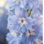 Delphinium peren Magic Fountains Sky Blue White Bee (10 semințe)