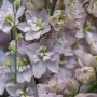 Delphinium multeanual Magic Fountains Cherry Blossom 10sem.