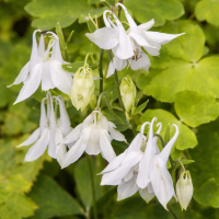 Aquilegia vulgaris Mellow Yellow 10 sem.