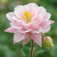 Aquilegia vulgaris Winky Double Rose-White 5 sem.