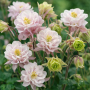 Aquilegia vulgaris Winky Double Rose-White 5 sem.