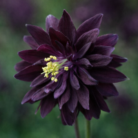 Aquilegia vulgaris Black Barlow 10 sem.