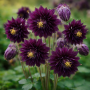 Aquilegia vulgaris Black Barlow 10 sem.