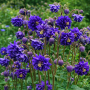 Aquilegia vulgaris Blue Barlow 10 sem.