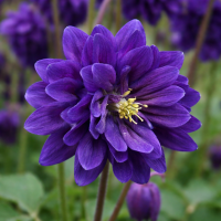 Aquilegia vulgaris Blue Barlow 10 sem.