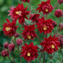 Aquilegia vulgaris Bordeaux Barlow 10 sem.