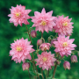 Aquilegia vulgaris Rose Barlow 10 sem.