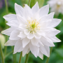 Aquilegia vulgaris White Barlow 10 sem.