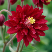 Aquilegia vulgaris Bordeaux Barlow 10 sem.