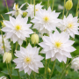 Aquilegia vulgaris White Barlow 10 sem.