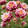Aquilegia vulgaris Winky Double Red-White 5 sem.